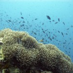 The South East Islands: Ko Tao, Ko Samui, Ko Pha Ngan