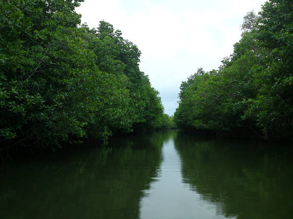 Old-growth mangrove forest on the banks of Nauhang River
