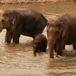 Top 4 Elephant Reserves