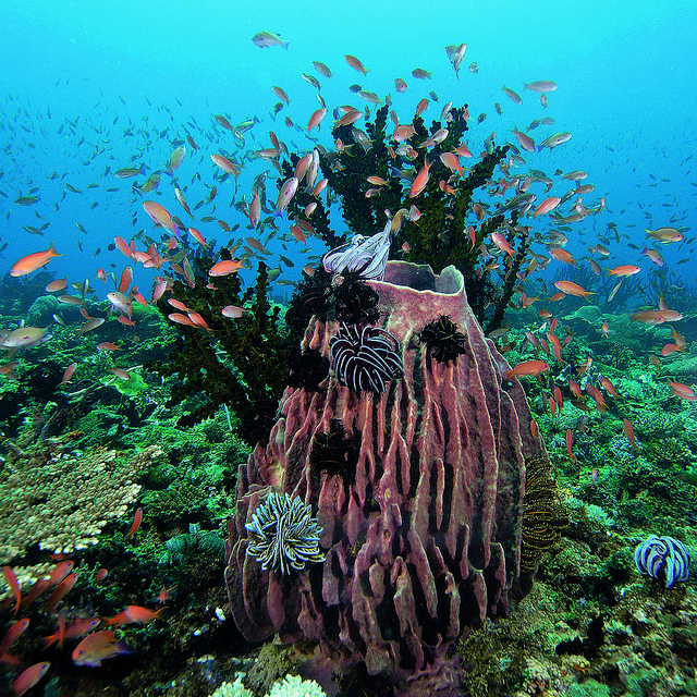 Puerto Galera, Oriental Mindoro