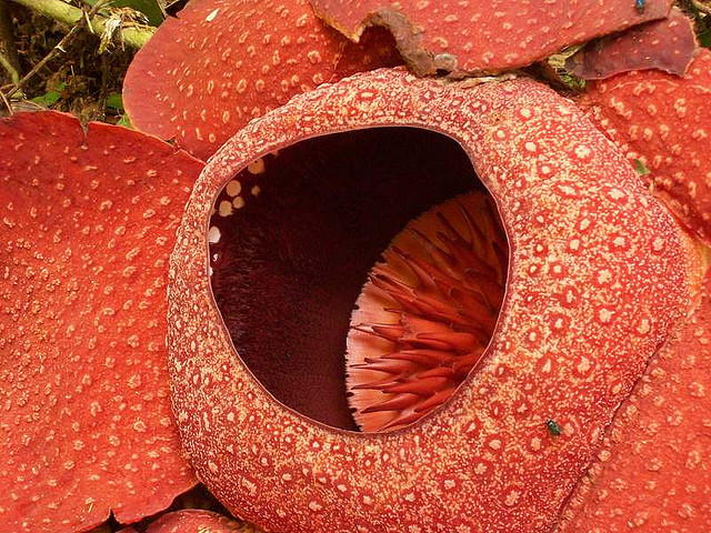 Rafflesia is the biggest flower on earth, but it smells like dead meat