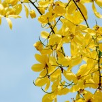 Fabulous Flowers of Southeast Asia