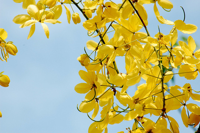 Golden Shower Tree (Photo by Miguel Vieira)