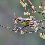 Top 5 Birding Sites in Thailand
