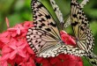 Fun Things to Do In Penang