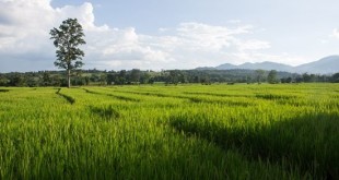 Best Things to do in Pai